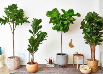 Mách bạn các loại cây trồng trong nhà dễ sống nhất