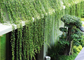 Mách bạn những loại cây cảnh chịu nắng nóng tốt nhất