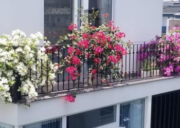 Sáng tạo không gian xinh xắn rực rỡ với 7 loại cây cảnh ban công này