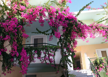 Cây cảnh chịu nắng hướng Tây đẹp và có sức sống mạnh mẽ