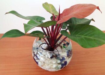 Cây cảnh lá đỏ rước may mắn tài lộc vào nhà