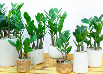 Mệnh Hỏa hợp cây gì để tài lộc tự chảy vào nhà